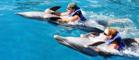 Vallarta_Adventure_Dolphin_Programs