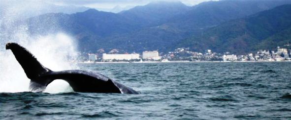 Humpback_Whale_Watching_Puerto_Vallarta_Mexico