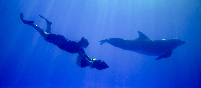 Vallarta_Adventures_Dolphin_Extreme_Swim